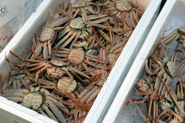 ズワイガニ漁解禁でにぎわう近江町市場　香箱ガニ