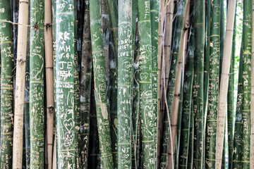 Royal Botanic Garden, Sydney, 2019