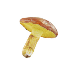 yellow boletus isolated on white background