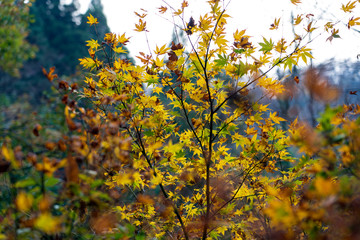 森の紅葉　モミジ
