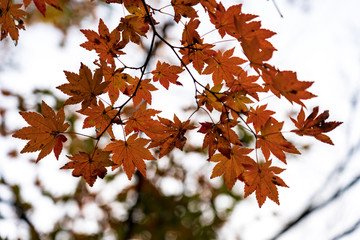 森の紅葉　モミジ