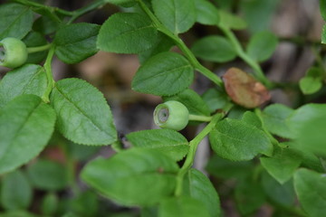 green blueberry berry
