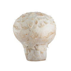  champignon isolated on white background