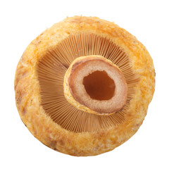 northern milkcap isolated on white background