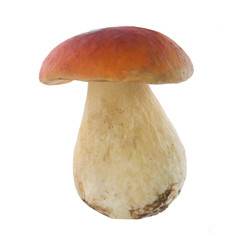 cep isolated on white background