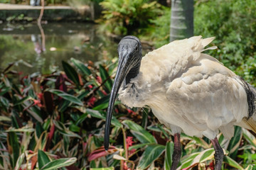 Bird Ibis, Australia, 2019