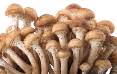 stump mushrooms isolated on white background