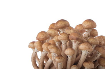 stump mushrooms isolated on white background