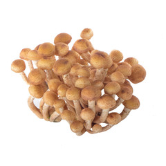 stump mushrooms isolated on white background