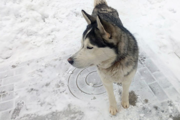 Husky dog on the background of snow in the winter in profile