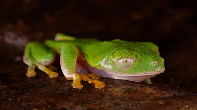 Leaf Frog (Agalychnis hulli) blinking its eyes In the rainforest at night, Ecuador.