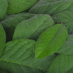heap of fresh guava leaves background
