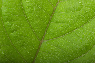 fresh guava leaf with water drops background