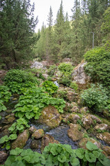 cypress wood of Fontegreca, Matese Mountain, Campania, Italy