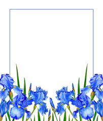 Flowers Irises watercolor spring Botanical design illustration greeting card invitation decoration