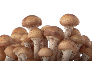 heap of stump mushrooms isolated on white background