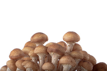 heap of stump mushrooms isolated on white background