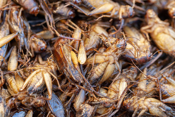 Fried insects, Bugs fried on Street food.selective focus.