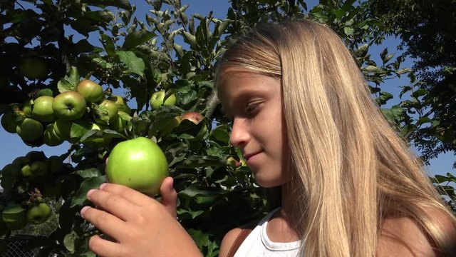 Child Eating Apple, Kid in Orchard, Farmer Girl Studying Fruits in Tree