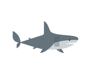Shark isolated. Marine predator vector illustration. Large predatory sea fish.
