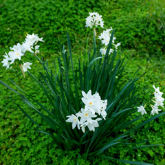 Delicate white Narcissus flowers on green grass backgrounds. Spring Sunny day. Selective focus.