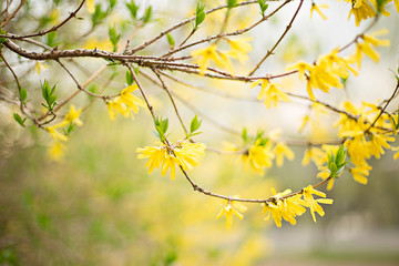 Fototapeta na wymiar forsythia branch on blurred spring bokeh background