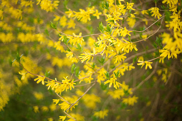 forsythia branch on blurred spring bokeh background