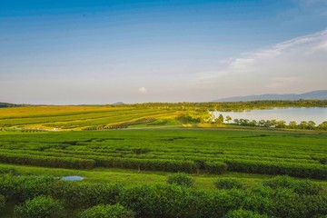 Fototapeta premium Tea plantation landscape sunset in Boonrod farm, Thailand.