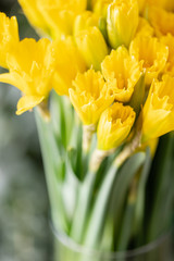 Naklejka premium Bouquets of yellow daffodils. Spring flowers from Dutch gardener. Concept of a florist in a flower shop. Wallpaper.