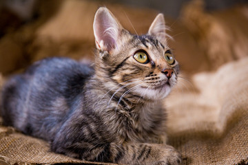 Kitten at home on the bed