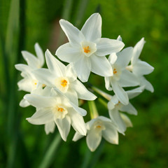 Delicate white Narcissus flowers on green grass backgrounds. Spring Sunny day. Selective focus.