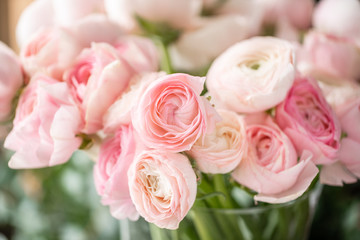 Persian buttercup in glass vases. Bunch pale pink ranunculus flowers light background. Wallpaper. Winter season flowers