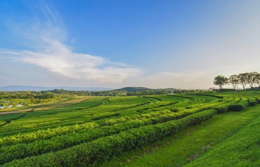 Tea plantation landscape sunset in Boonrod farm, Thailand.