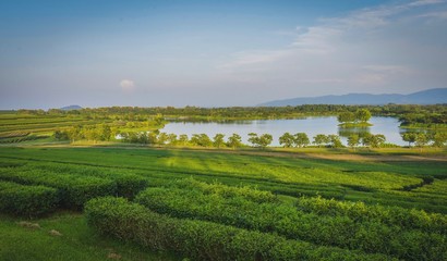 Fototapeta na wymiar Tea plantation landscape sunset in Boonrod farm, Thailand.