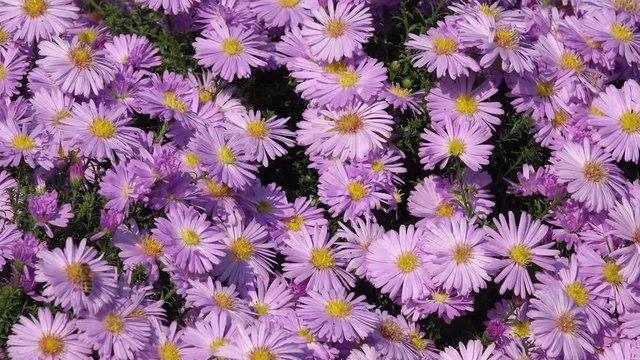 aster in the garden