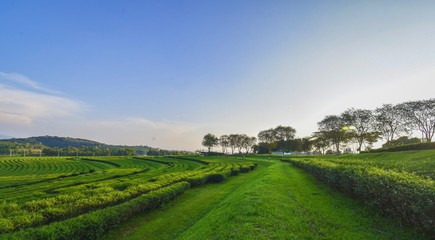 Fototapeta na wymiar Tea plantation landscape sunset in Boonrod farm, Thailand.