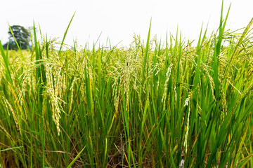 Rice field in local area of Thailand sunny day