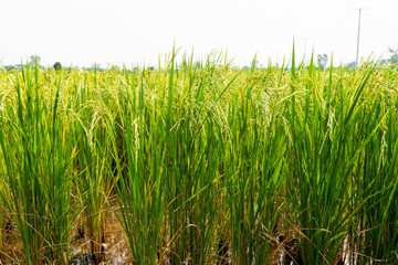 Rice field in local area of Thailand sunny day