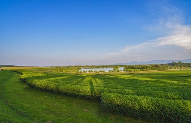 Tea plantation landscape sunset in Boonrod farm, Thailand.