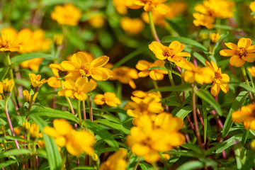 Flowers in the garden