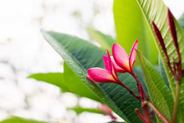 Red plumeria  flower on tree in morning with dewdrop