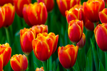 Obraz premium Flowers in the garden