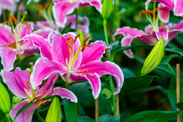 Flowers in the garden