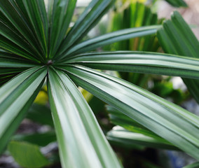 Beautiful green leaves