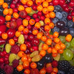 different berries background