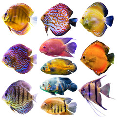Eleven aquarium fish. Isolated photo on white background. Website about nature , aquarium fish, life in the ocean .
