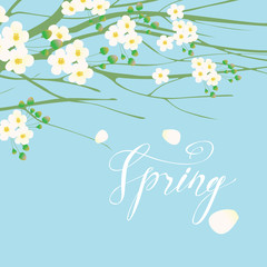 Vector greeting card or banner with white buds and flowers on the branches of a blooming tree and handwritten inscription Spring on the background of blue sky.