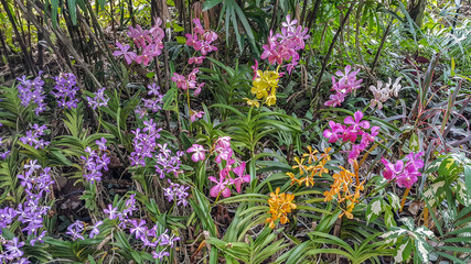 Obraz premium Beautiful orchid park has multi colors of flower in spring season at Ratchaburi Province of Thailand