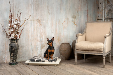 Little dog in interior