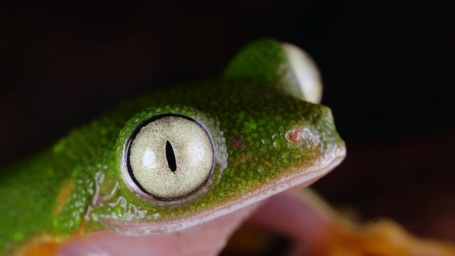 Leaf Frog (Agalychnis hulli) blinking its eyes In the rainforest at night, Ecuador.